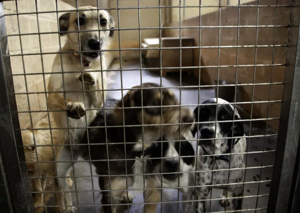 Cane Canile Chiuso Animali Abbandonati Abusi — Foto Stock