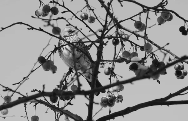 Fieldfare Sitter Bland Grenar Krabba Äppelträd Med Snötäckta Frukter Vilda — Stockfoto