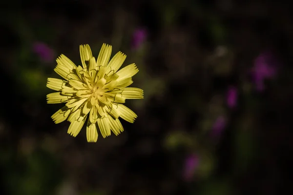 Fioritura Giallo Dente Leone Fiore Sfondo Giardino — Foto Stock