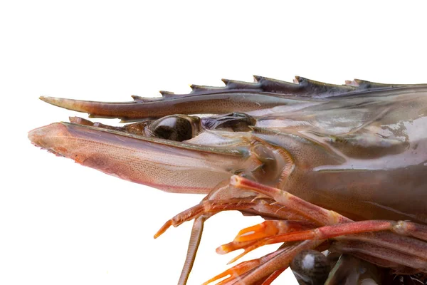 Seafood Background Closeup Fresh Raw Shrimp Focus Head Macro Head — Stock Photo, Image