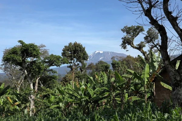 Kilimanjaro Tanzania — Stockfoto