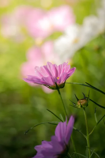 Image Fond Des Fleurs Colorées Fond Nature — Photo