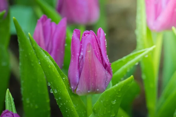 Belo Buquê Tulipas Tulipas Coloridas Fundo Natureza — Fotografia de Stock