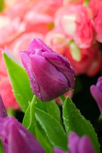 Piękny Bukiet Tulipanów Kolorowe Tulipany Tło Natury — Zdjęcie stockowe