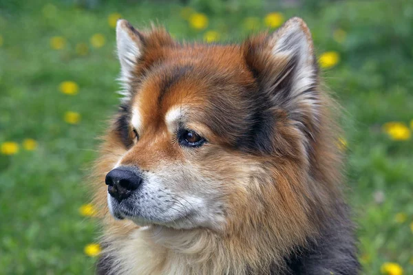 Benim Eski Avrasyalı Köpek Prensim — Stok fotoğraf