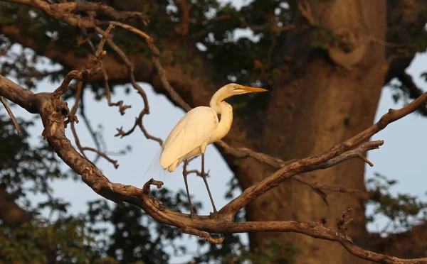 Grote Witte Reiger Staand Een Boom — Stockfoto