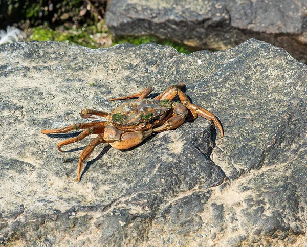 Mořský Krab Sedí Skále Zelenými Řasami Letní Den Ukrajina — Stock fotografie