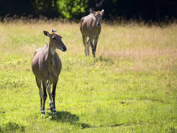 Nilgai Een Open Plek Het Wild — Stockfoto