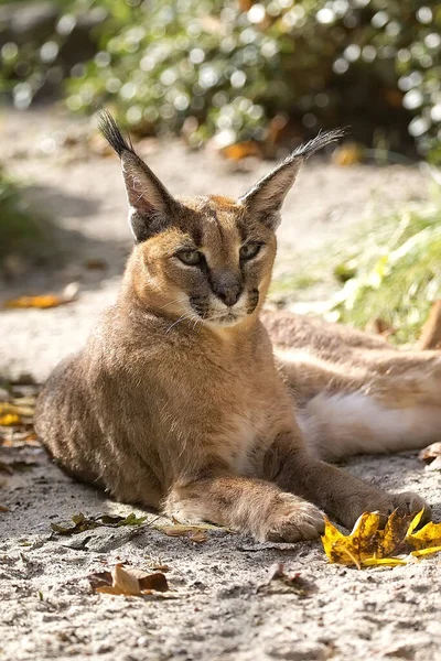 Caracal Egy Portré Egy Tisztáson — Stock Fotó