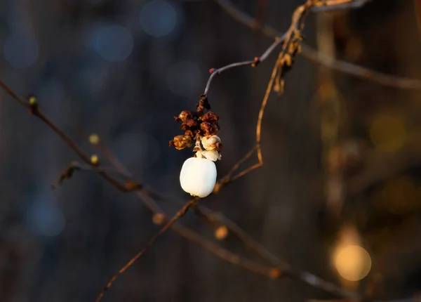 Χειμώνα Ένα Τελευταίο Λευκό Snowberry Κρέμεται Λεπτά Κλαδιά — Φωτογραφία Αρχείου
