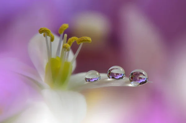 Increíblemente Hermosa Naturaleza Diseño Fantasía Arte Moderno Fondo Pantalla Mágico — Foto de Stock