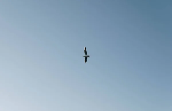 Única Gaivota Voando Sobre Céu Azul Claro — Fotografia de Stock