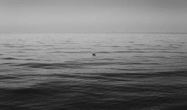 Zwart Wit Foto Van Één Zeemeeuw Een Kalme Zee Zwemmen — Stockfoto