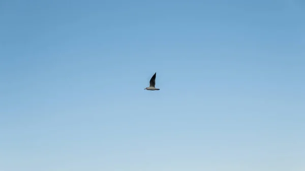 Einzelne Möwe Fliegt Über Strahlend Blauen Himmel — Stockfoto