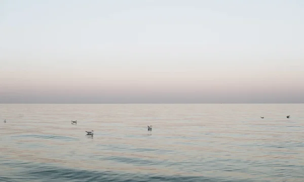 Ένα Πακέτο Των Γλάρων Κολύμπι Στη Θάλασσα Κατά Τέλος Της — Φωτογραφία Αρχείου