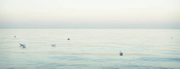 Пачка Чаек Плавающих Спокойном Море Конце Дня — стоковое фото
