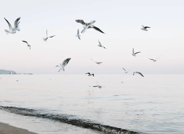 Flock Måsar Som Flyger Över Havet Kvällen — Stockfoto