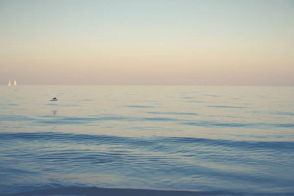 Gaviota Volando Sobre Mar Tranquilo Atardecer — Foto de Stock