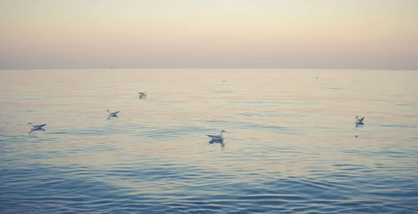 Stado Mew Pływanie Spokojne Morze Podczas Koniec Dnia — Zdjęcie stockowe