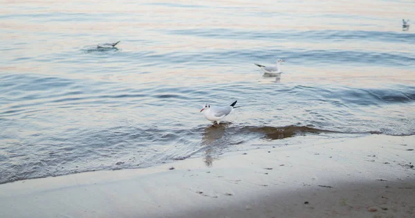 Seagull Promenader Ett Grunt Vatten Sandstrand — Stockfoto