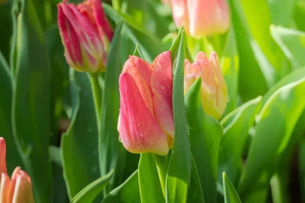 Hermoso Ramo Tulipanes Tulipanes Coloridos Naturaleza Fondo — Foto de Stock