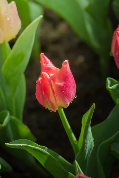 Прекрасный Букет Тюльпанов Красочные Тюльпаны Природа Фон — стоковое фото