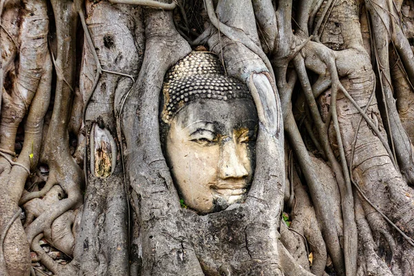 Cabeça Buda Antiga Raízes Árvores Wat Mahathat Parque Histórico Ayutthaya — Fotografia de Stock
