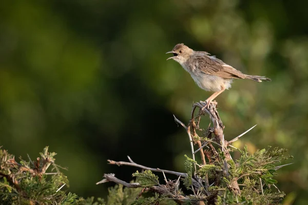 Zitting Cisticola Whistling Thorn Opens Beak — Stock Photo, Image