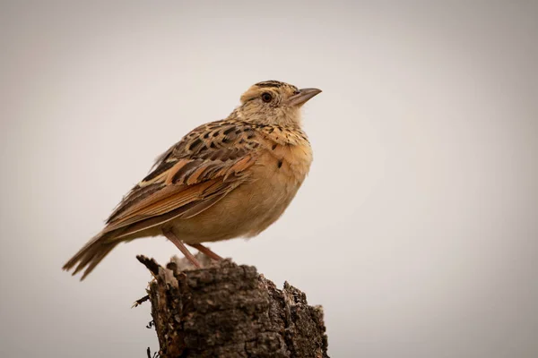 Chwastówka Cisticola Okonie Martwego Pnia Drzewa — Zdjęcie stockowe