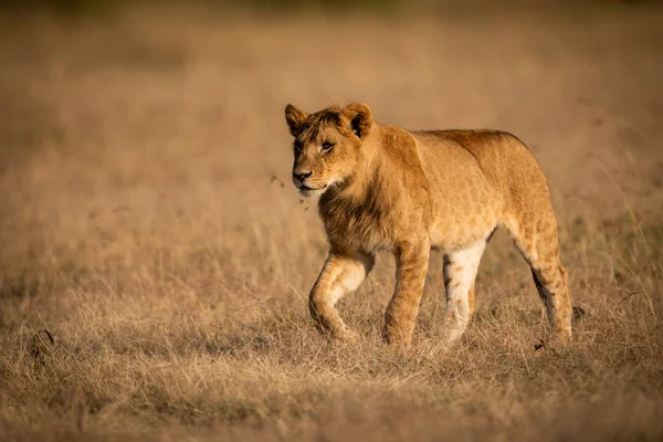 Jonge Mannetjes Leeuw Wandelingen Gouden Licht — Stockfoto