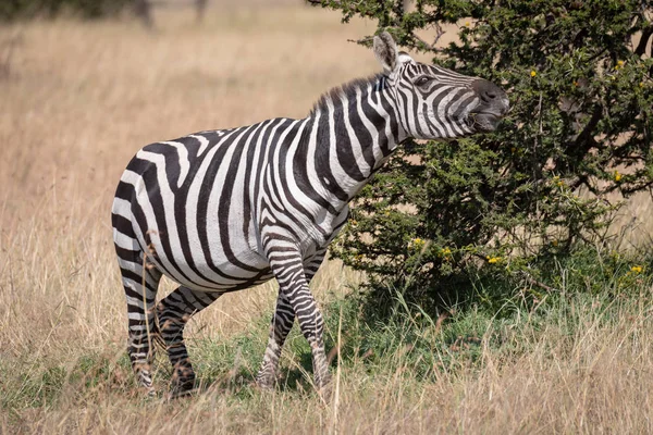 Zebra Esticando Pescoço Lado Arbusto Savana — Fotografia de Stock