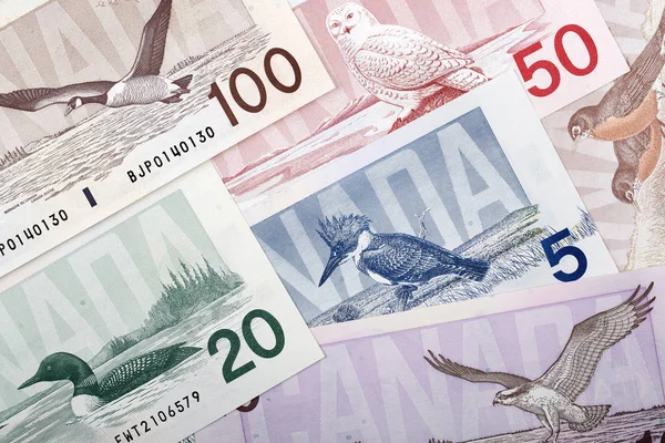 Dólares Canadenses Lado Inverso Contexto Negócios — Fotografia de Stock