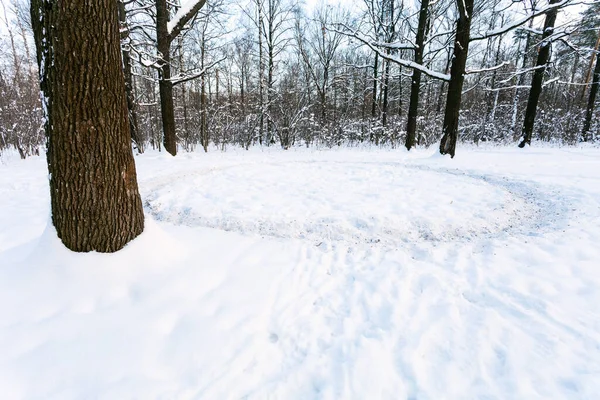 Path Trodden Snow Meadow Oak Grove Winter Twilight — Stock Photo, Image