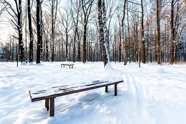 snow-covered bench in urban park in winter twilight