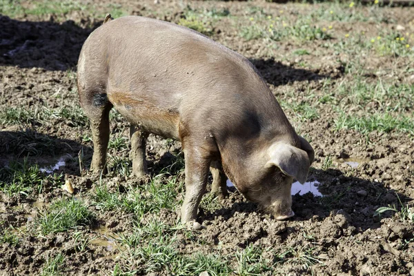 Prasata Zvířecí Farma Přírody Potravinářský Průmysl — Stock fotografie