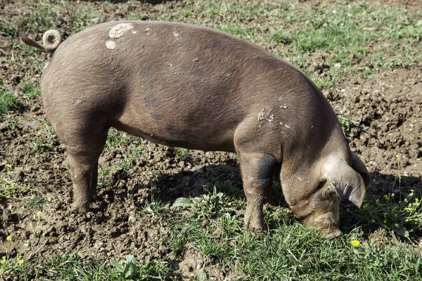 动物养殖场 自然和食品工业中的猪 — 图库照片