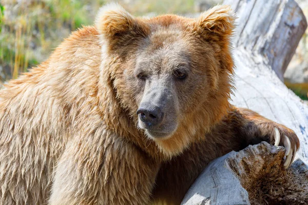 Urso Pardo Himalaia Ursus Arctos Isabellinus Também Conhecido Como Urso — Fotografia de Stock