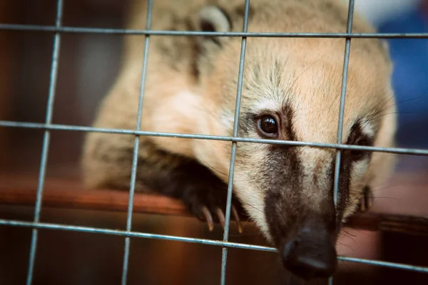 Coati Animal Zoo Cage — Stock Photo, Image