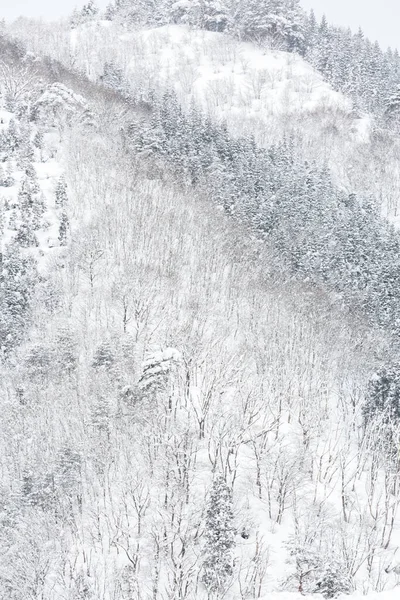 Paisagem Inverno Floresta Pinheiro Shirakawago Chubu Japão — Fotografia de Stock