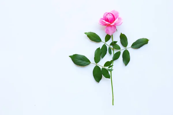 Pink Rose Flowers White Background Copy Space — Stock Photo, Image