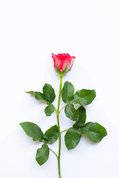 Rose White Background — Stock Photo, Image