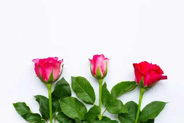 Τριαντάφυλλο Λευκό Φόντο — Φωτογραφία Αρχείου