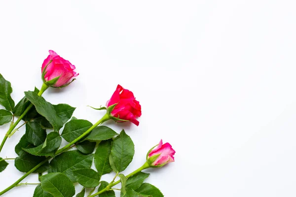 Rose Flowers White Background Copy Space — Stock Photo, Image