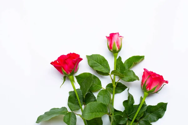 Rose Flowers White Background Copy Space — Stock Photo, Image