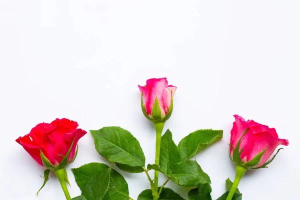 Rose Flowers White Background — Stock Photo, Image