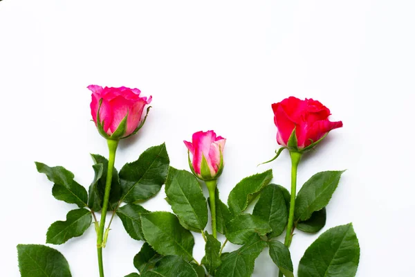 Flores Rosas Sobre Fondo Blanco Copiar Espacio —  Fotos de Stock