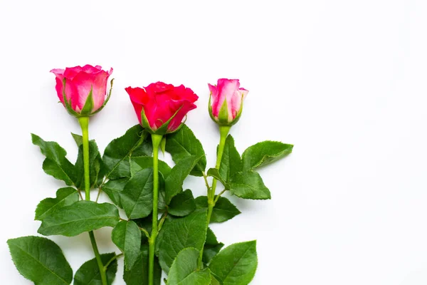 Rose Flowers White Background Copy Space — Stock Photo, Image