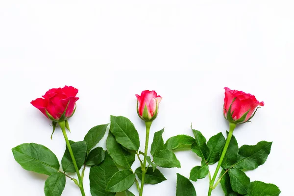 Flores Rosa Fundo Branco Espaço Cópia — Fotografia de Stock