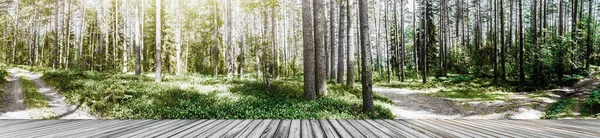 Pohon Hutan Liar Alam — Stok Foto
