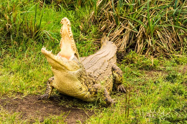 Boca Crocodilo Aberta Parque Nairobi Quênia África — Fotografia de Stock